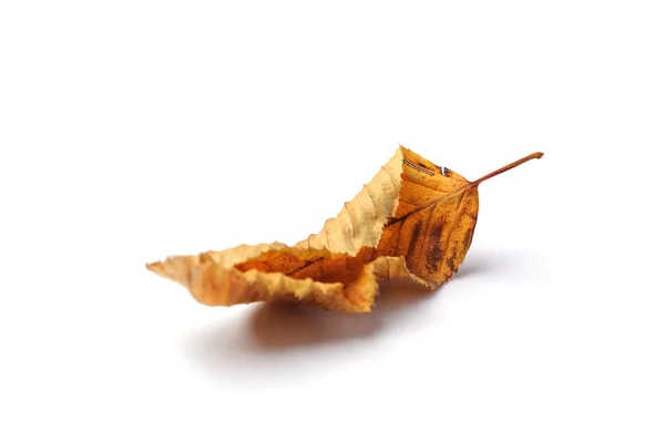 Dried linden leaf — Stock Photo, Image