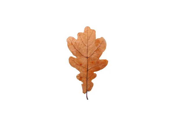 Oak leaf — Stock Photo, Image