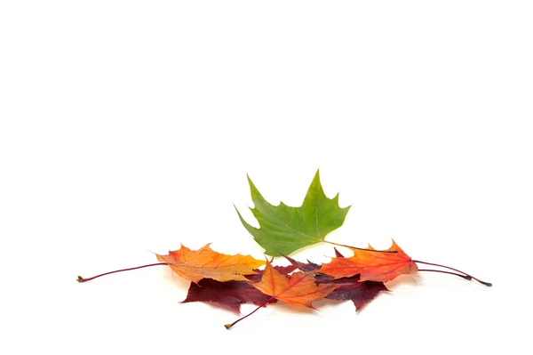 akçaağaç yaprakları