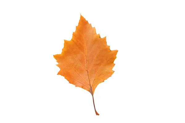 Brown leaf — Stock Photo, Image