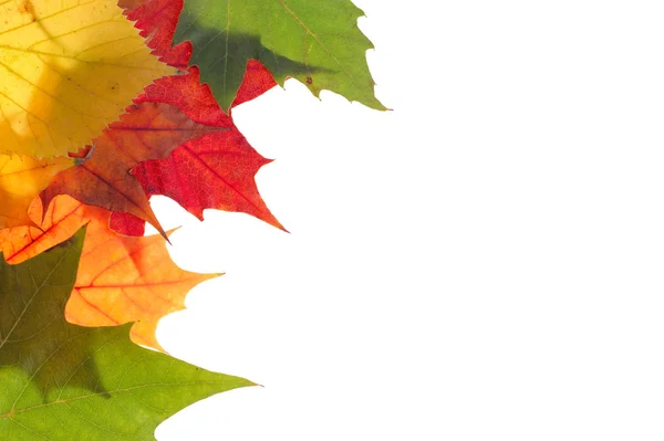 Beyaz arkaplanda yapraklar