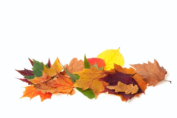 Autumn leafs — Stock Photo, Image