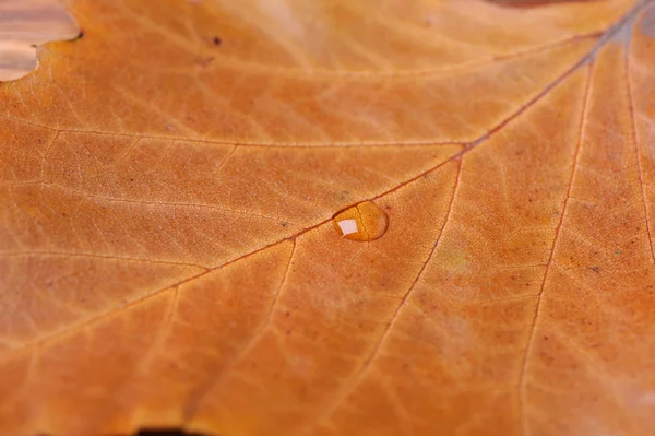 Gota de agua en la hoja — Foto de Stock