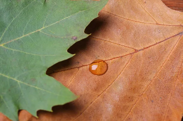 Green and brown leaves — Stock Photo, Image