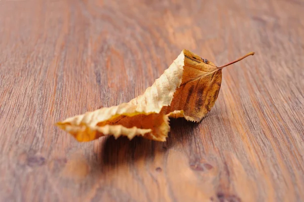 Getrocknetes Blatt auf dem Tisch — Stockfoto