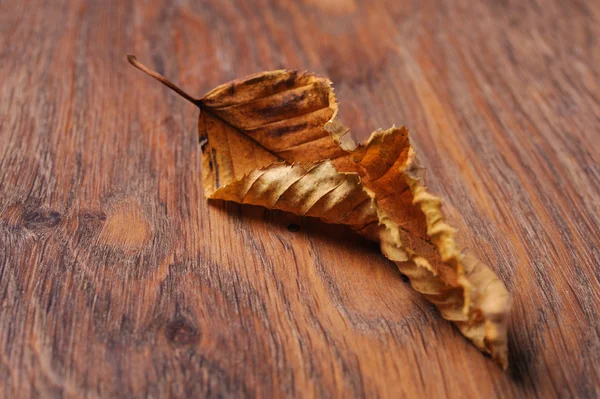 Dried leaf on the table — Stock Photo, Image
