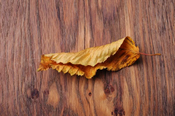 Dried leaf on the table — Stock Photo, Image