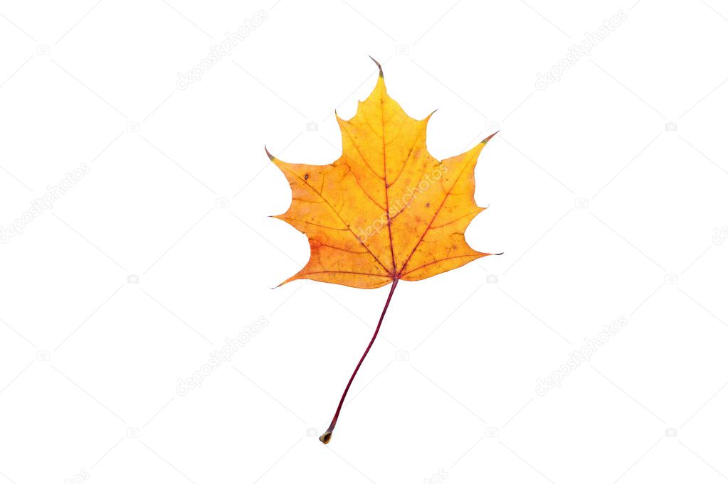 Yellow leaf