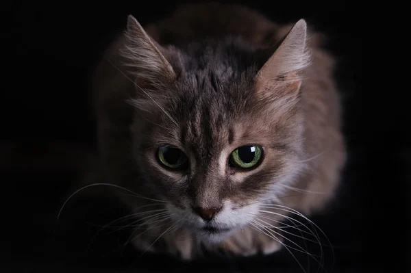 Siyah arka plandaki kedi