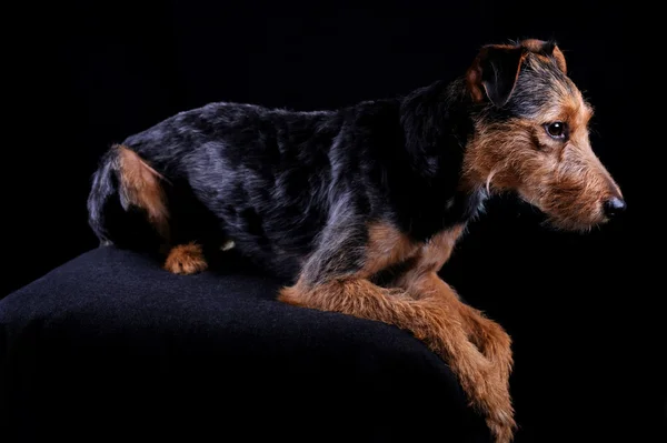 Perro en la oscuridad — Foto de Stock