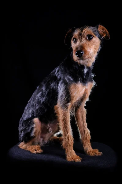 Dog in the dark studio — Stock Photo, Image