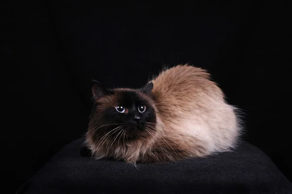 Birman raza de gato — Foto de Stock