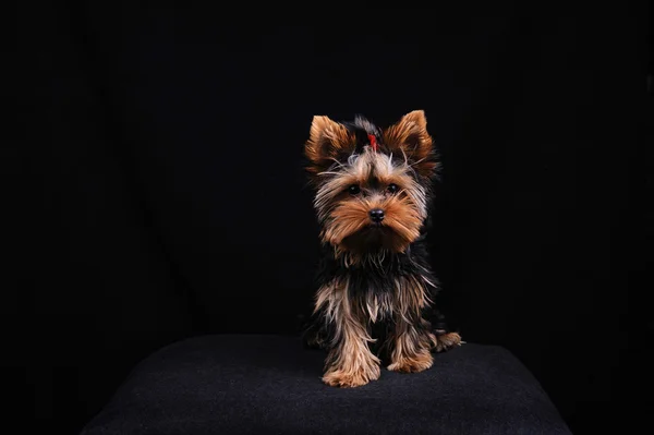 Yorkshire terrier — Foto de Stock