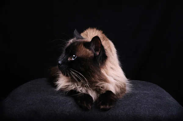 Бірманська порода кішки — стокове фото
