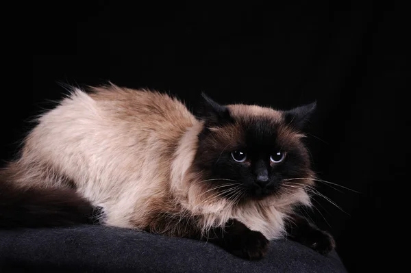 Бірманська порода кішки — стокове фото