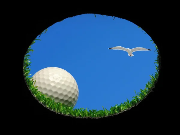 Golf ball with seagull — Stock Photo, Image