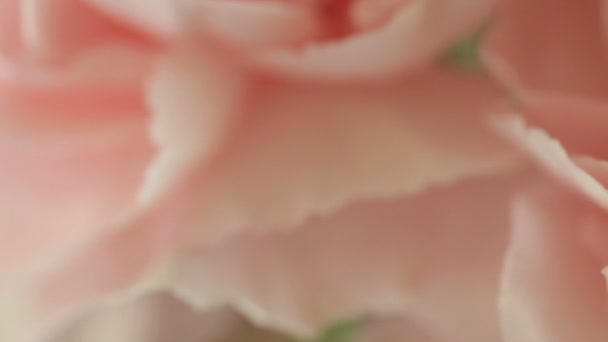 Rose rose 