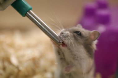 Hamster drink plenty of water clipart