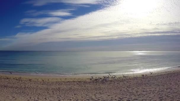 Måker på stranden – stockvideo