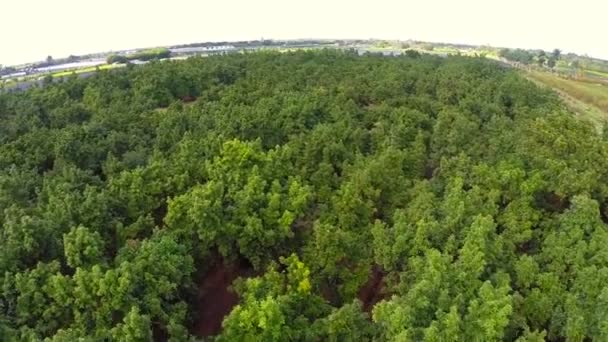 Volando sobre un bosque — Vídeo de stock