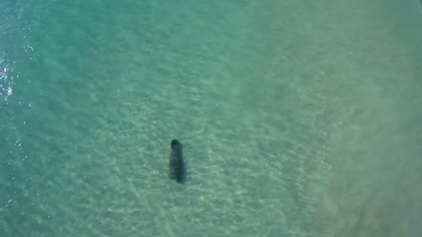 Ламантин в океане — стоковое видео