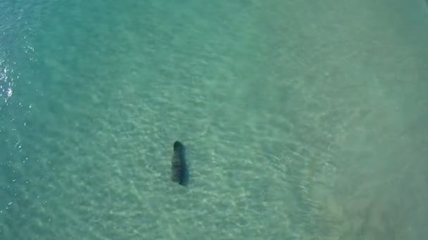 Manatee dans l'océan 