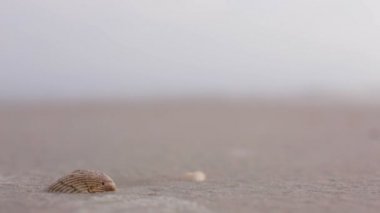 shell kum üzerinde hala