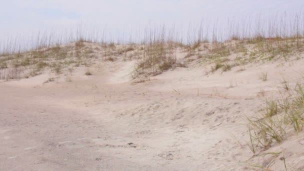 Дюни на пляжі. — стокове відео