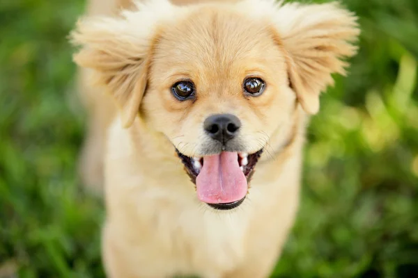 Carino ritratto cucciolo — Foto Stock