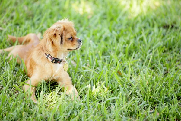 Bir doğanın sevimli köpek yavrusu — Stok fotoğraf
