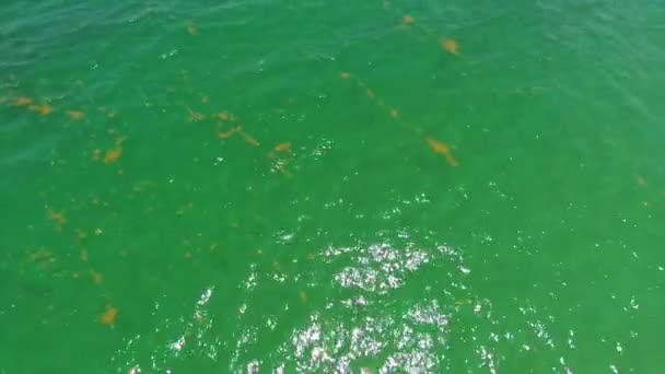 Aerial video seaweed in the ocean — Stock Video