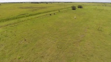 bir çiftlikte hava inekler