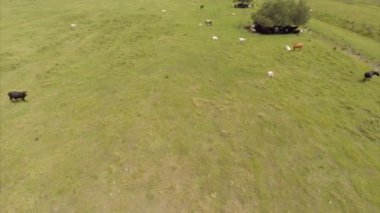 bir çiftlikte hava inekler