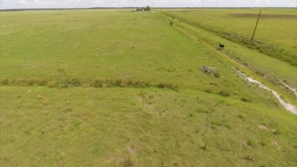 Aerial cows on a farm — Stock Video