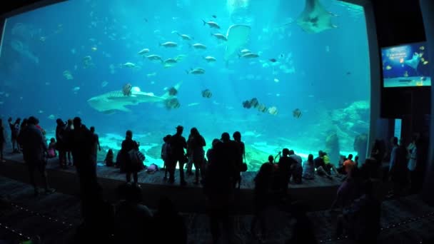 People at an aquarium — Stock Video