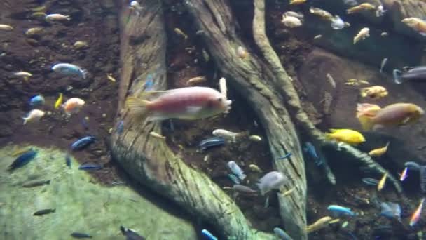 Aquarium voor vissen — Stockvideo