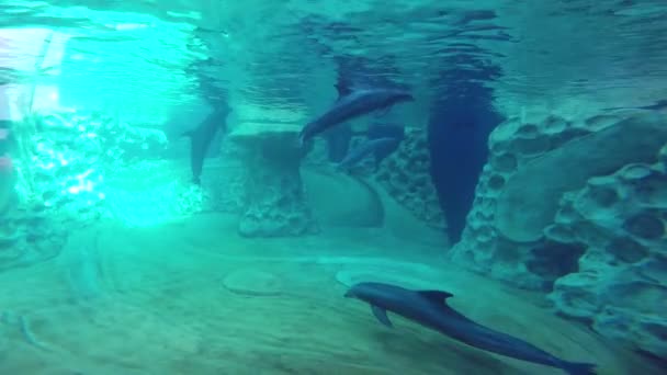 Delfines nadando video — Vídeo de stock