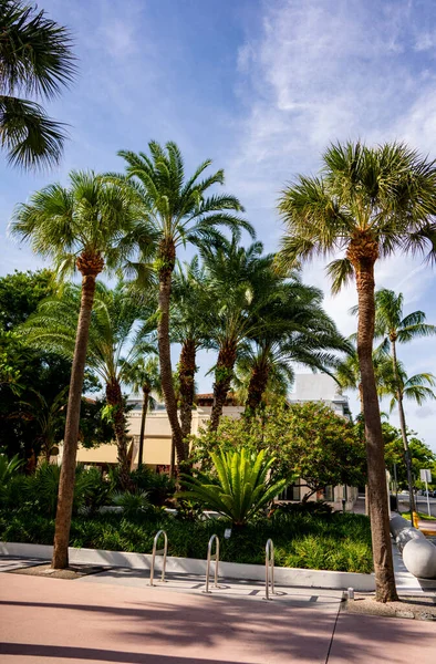 Lincoln Yolu Ndaki Bahçe Miami Plajı — Stok fotoğraf