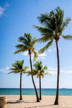Sahilde palmiyeler, Güney Florida ABD