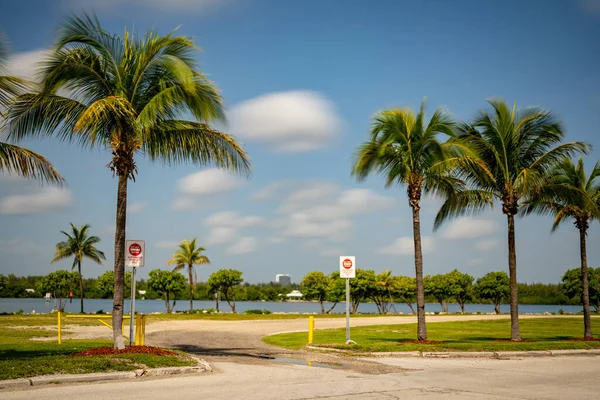 Lange Belichting Dag Foto Palmbomen Een Miami Natuur Scene — Stockfoto