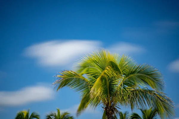 Mavi Gökyüzünde Yeşil Palmiye Yaprakları Hareket Bulanıklığı Olan Uzun Pozlu — Stok fotoğraf