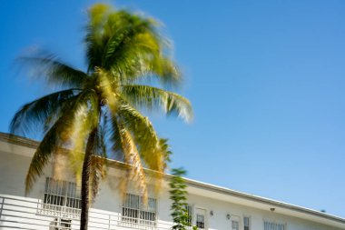 Rüzgarda buğulanmış palmiye ağacı. 30 saniyelik pozlama