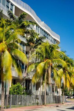 Miami Sahili. Hareket bulanık palmiye ağaçlarıyla uzun pozlu fotoğraf
