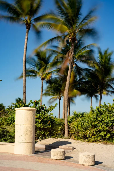 迈阿密海滩的棕榈在风中长时间暴露在朦胧的棕榈树下 — 图库照片