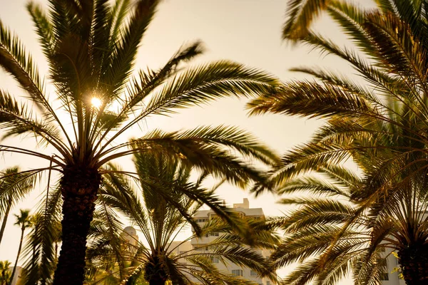 Gün Batımında Palmiye Ağaçlarına Saniye Boyunca Maruz Kalma — Stok fotoğraf