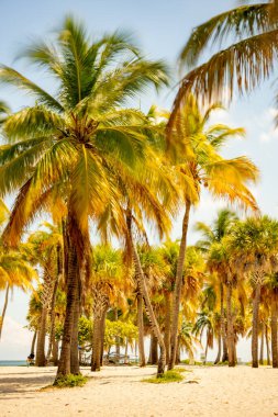 Tropikal palmiye ağaçlarının fotoğrafı Miami Beach FL USA