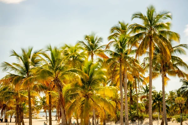 Tropikal Palmiye Ağaçlarının Fotoğrafı Miami Beach Usa — Stok fotoğraf