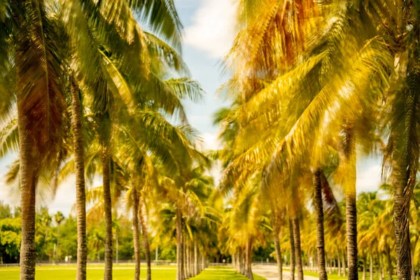 Fotografie Tropických Palem Miami Beach Usa — Stock fotografie