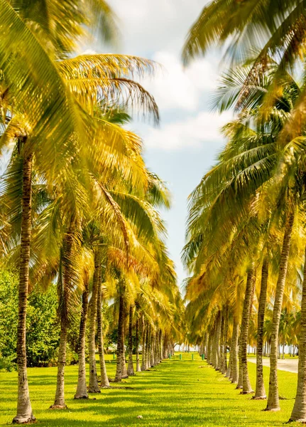 Tropikal Palmiye Ağaçlarının Fotoğrafı Miami Beach Usa — Stok fotoğraf