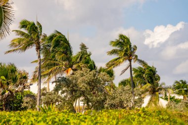 Rüzgardaki avuçlar Delray Sahili FL